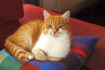 ginger cat on a colorful cushion