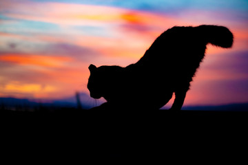 ストレッチする猫