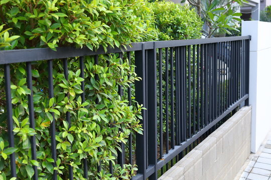 black steel iron fence of boundary house with green leaf of shrub tree growing wall natural in garden