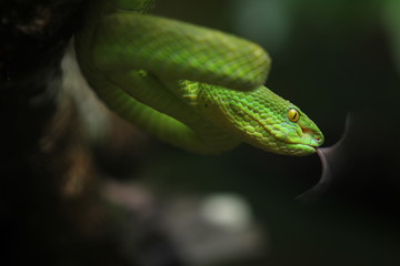 Green Viper Trimeresurus insularis is a venomous pit viper subspecies found in Indonesia and East Timor.
