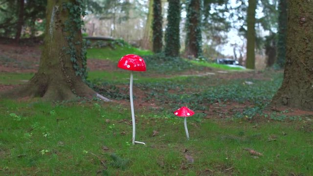 Red tall mushrooms grow in the forest. Wildlife concept.