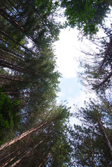 foresta alte alberature