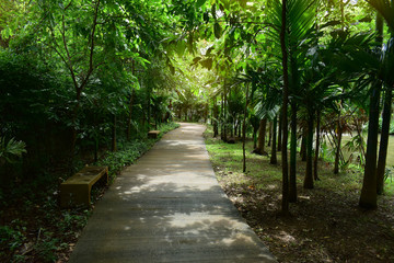 pathway in green nature of public park of walking relaxation