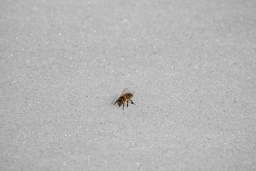 Biene im Schnee schräg von rechts vorne
