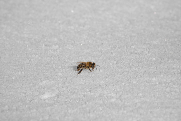Biene im Schnee komplett seitlich