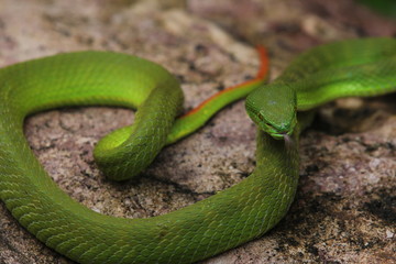 Green Viper Trimeresurus insularis is a venomous pit viper subspecies found in Indonesia and East Timor.