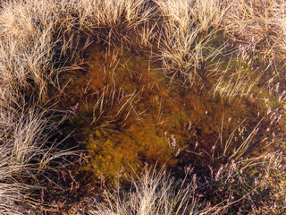 abstract image with dry bog grass and bog water