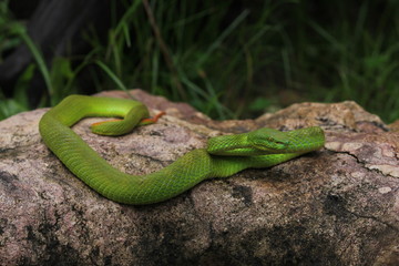Green Viper Trimeresurus insularis is a venomous pit viper subspecies found in Indonesia and East Timor.