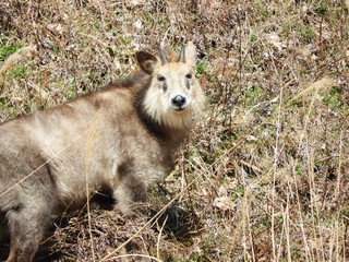 二ホンカモシカ