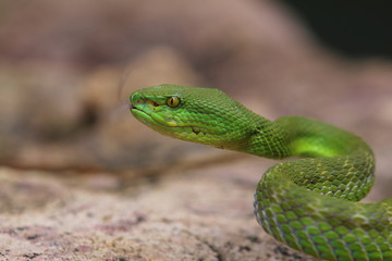 Green Viper Trimeresurus insularis is a venomous pit viper subspecies found in Indonesia and East Timor.