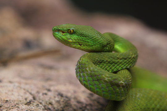 Green Viper Trimeresurus insularis is a venomous pit viper subspecies found in Indonesia and East Timor.