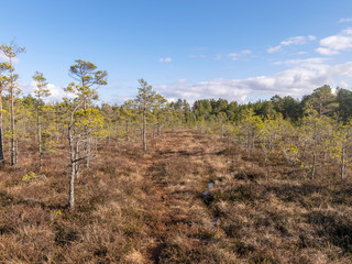 Fototapeta na wymiar bog landscape with foreground of old grass