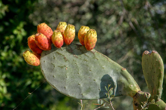 Opuntia ficus-indica with ripe fruit, prickly pears