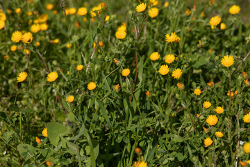 yellow daisies in the nature