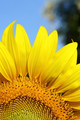 beautiful sunflower blossom blooming in nature