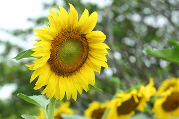beautiful morning in nature, sunflower blooming in garden