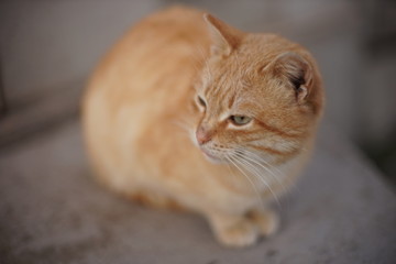 Lovely ginger cat relax on a stone floor outdoor. Cute pet portrait.