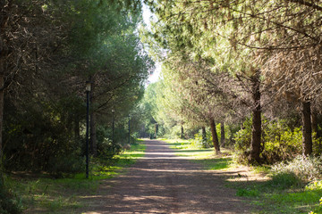 Fototapeta na wymiar pathway between trees in the nature
