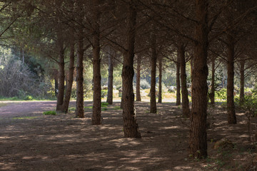pathway between trees in the nature