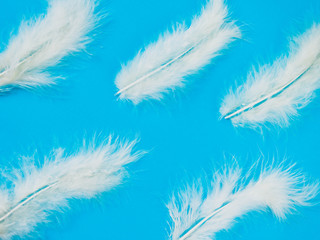 Fototapeta na wymiar feather pattern on blue background
