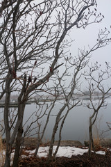 tree branches in winter by the lake