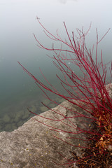 red shrub by the lake