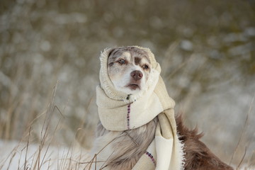 gut verpackt. Hütehund mit hellem Wollschal sitzt im Schnee