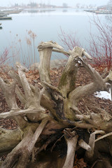 dead tree in winter on beach