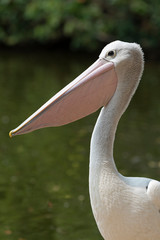 Pelican against water background in Queensland Australia