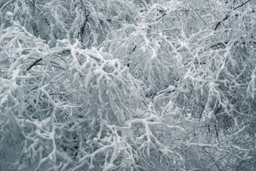 Beautiful trees covered with snow in snowfall, great design for any purposes. Snowfall background. Beautiful winter landscape. New year snow background. Seasonal nature background.