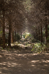 pathway between trees in the nature