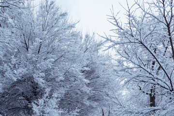 Beautiful trees covered with snow in snowfall, great design for any purposes. Snowfall background. Beautiful winter landscape. New year snow background. Seasonal nature background.