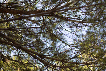 tree leaves and clean sky background