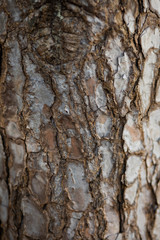 a tree body close up