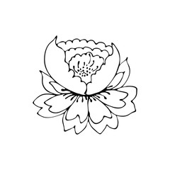 Single doodle flowers. peony stylization. fantasy flower. vector flower. element for design.