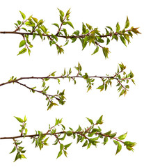 set of branches with foliage of an apricot fruit tree on an isolated white background.