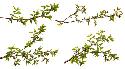 set of branches with foliage of an apricot fruit tree on an isolated white background.