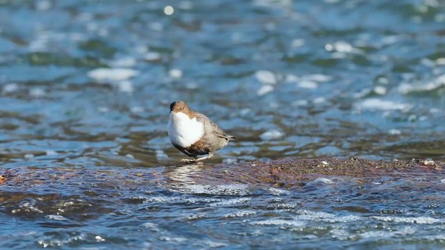 The white-throated dipper (Cinclus cinclus), also known as the European dipper or just dipper, is an aquatic passerine bird found in Europe,