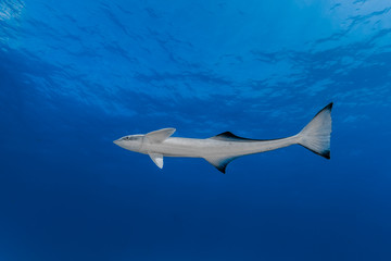 Gemeiner Schiffshalter (Remora remora)