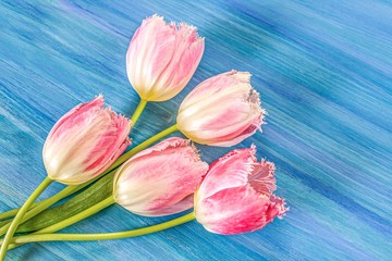 Row of pink tulips against a blue background . Festive flower background for a Mothers Day or other celebration. 