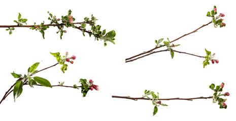 set apple tree branch blooming with green foliage on an isolated white background