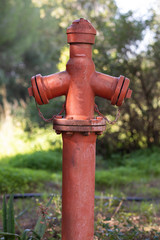 an old fire hydrant in the forest