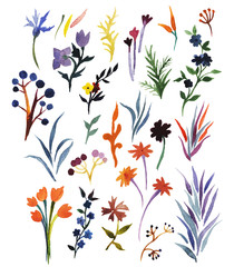 Watercolor clip art with herbs, berries, flowers, abstract elements. Watercolour set with botanical hand drawn elements.