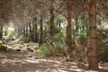 pathway between trees in the nature