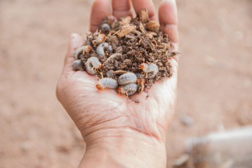 Caterpillar, Caterpillar from Thailand country