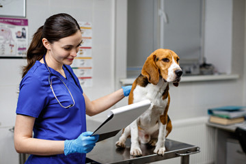 A woman veterinarian examines a beagle slbaka in a veterinary clinic. Beagle dog sitting on a veterinary table on examination - obrazy, fototapety, plakaty