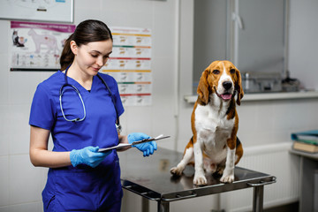 A woman veterinarian examines a beagle slbaka in a veterinary clinic. Beagle dog sitting on a...
