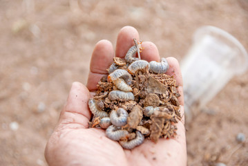 Caterpillar, Caterpillar from Thailand country