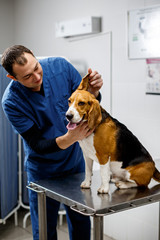 A male veterinarian checks the health of a beagle dog. Veterinarian consultation