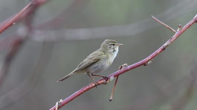 The common chiffchaff (Phylloscopus collybita), or simply the chiffchaff, is a common and widespread leaf warbler which breeds in open woodlands throughout northern and temperate Europe and Asia.